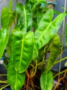 Philodendron is a type of plant from the Araceae tribe, which has many species