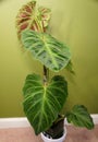 Philodendron Verrucosum plant, a beautiful climbing tropical houseplant