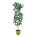 Philodendron illustration. potted house plant vector.