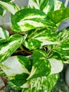 Philodendron white varigation leaves Royalty Free Stock Photo