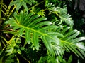 Philodendron xanadu Royalty Free Stock Photo