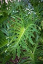 Philodendron Xanadu leaves - closeup