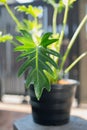 Philodendron xanadu croat on black plastic pots in the front yard. Mayo & J.Boos, Water Houseplant in the garden