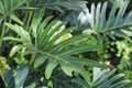 Philodendron Xanadu in the garden Royalty Free Stock Photo