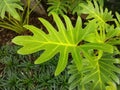 Philodendron Xanadu Leaf