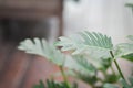 Philodendron Xanadu,Philodendron xanadu Croat or Mayo and J Boos