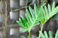 Philodendron Xanadu, Philodendron xanadu Croat or Mayo and J Boos