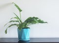 Philodendron Xanadu ; a young plant