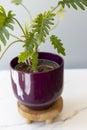 philodendron xanadu plant in a purple ceramic pot Royalty Free Stock Photo