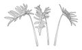 Philodendron xanadu tropical leaves set