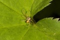 philodromid crab spider on the leaf of AlchemÃÂ­lla