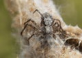 Philodromid crab spider, Philodromus margaritatus, macro photo