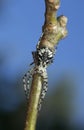 Philodromid crab spider, philodromus margaritatus on twig Royalty Free Stock Photo