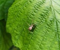 Philodromus albidus. Spider. Insect. Arthropoda. Royalty Free Stock Photo