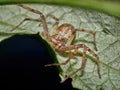 Philodromus aureolus on a backside of a green leaf