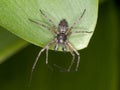 Philodromus aureolus spider - male Royalty Free Stock Photo