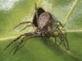 Philodromus cespitum - running crab spider macro