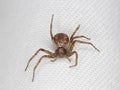 Philodromus cespitum - running crab spider macro on white sheet