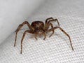 Philodromus cespitum - running crab spider macro on white sheet