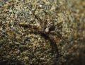 Philodromus cespitum a species of running crab spider on a rock Royalty Free Stock Photo