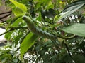 Philogramma menephron or privet hawk moth which is a pest of ylang ylang or cananga ondo flower trees Royalty Free Stock Photo