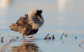 Philomachus pugnax / Calidris pugnax - Ruff Royalty Free Stock Photo