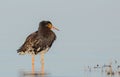 Philomachus pugnax / Calidris pugnax - Ruff Royalty Free Stock Photo