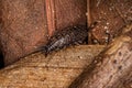 Philosciid Woodlice Insect