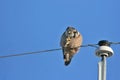 Philosopher Northern Hawk Owl Royalty Free Stock Photo