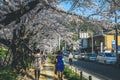 12 April 2012 Philosopher Walk, a hiking path famous for its cherry blossom