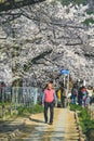 12 April 2012 Philosopher Walk, a hiking path famous for its cherry blossom