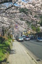 12 April 2012 Philosopher Walk, a hiking path famous for its cherry blossom