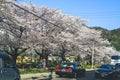 12 April 2012 Philosopher Walk, a hiking path famous for its cherry blossom