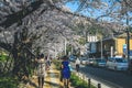 '..12 April 2012 Philosopher Walk, a hiking path famous for its cherry blossom