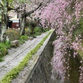 Philosophers Path, Kyoto