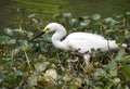 Snowy Egret fishing in the pond at Phinizy Swamp Nature Center, Augusta, Georgia USA Royalty Free Stock Photo