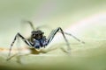 Phintella Jumping Spider Royalty Free Stock Photo