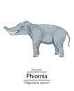 Phiomia, an early elephant ancestor