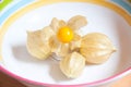 Phisalis inside a dish with colorful detail