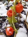 Phisalis orange flower