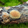 Phlebia nothofagi fungus