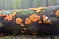 Phlebia radiata fungus