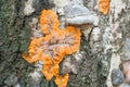 Phlebia radiata, wrinkled crust orange fungus on tree trunk