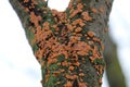 Phlebia radiata or Wrinkled crust on trunk of dead rowan