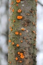 Phlebia radiata or Wrinkled crust on trunk of dead rowan