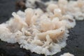 Phlebia tremellosa fungus