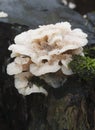Phlebia tremellosa fungus