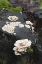 Phlebia tremellosa fungus