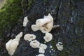 Phlebia tremellosa fungus