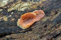 Phlebia tremellosa fungus